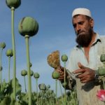 Taliban Larang Budidaya Tanaman Opium