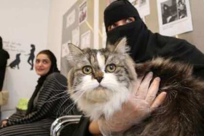 Gulfnews Kucing sebabkan perceraian di Kuwait