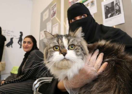 Gulfnews Kucing sebabkan perceraian di Kuwait
