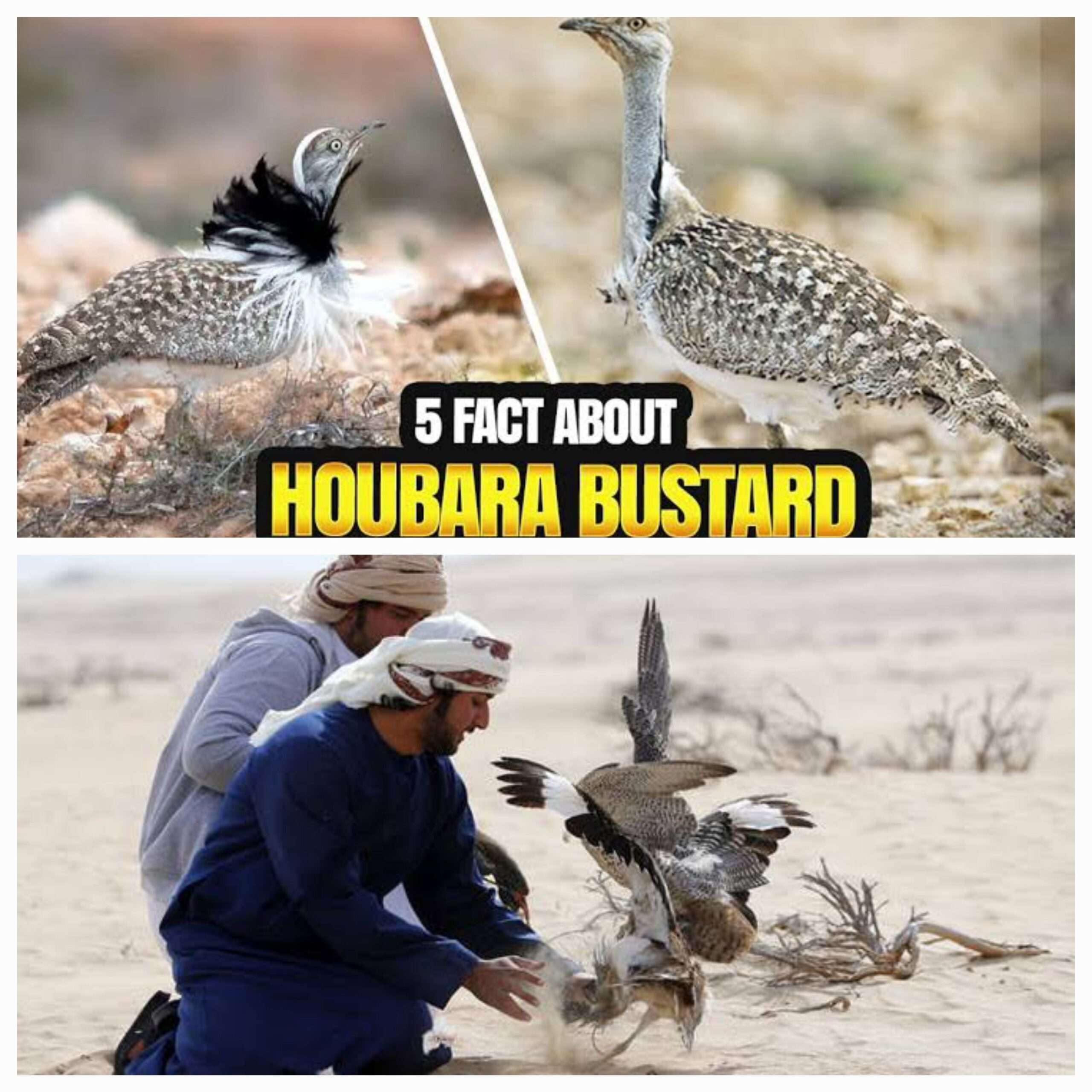 Kawal Bangsawan Qatar Berburu Burung, Dua Tentara Paramiliter Pakistan Tewas