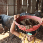 Kotoran sapi