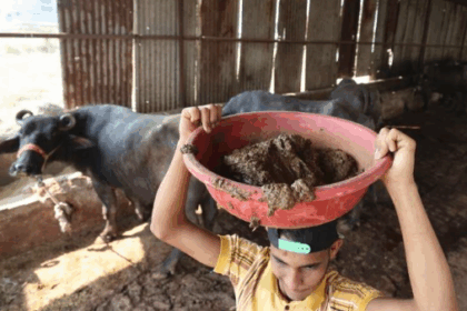 Kotoran sapi