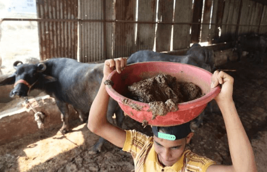 Kotoran sapi