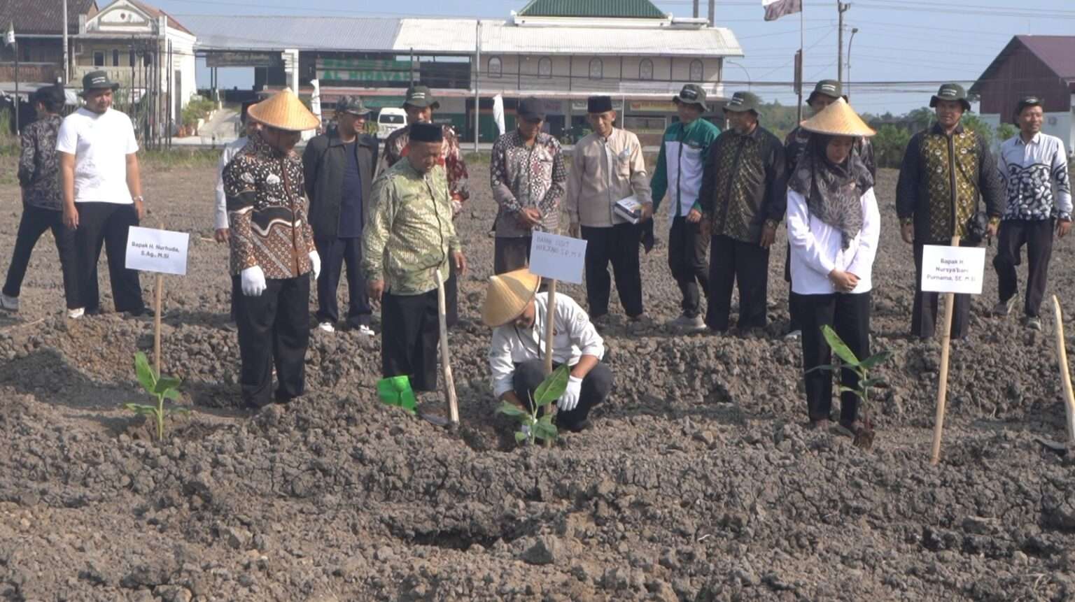Laznas BMH dan Baitul Wakaf Gelar Penanaman Perdana Pisang Cavendish di Sleman untuk Kemandirian Ekonomi Umat
