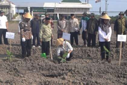 Laznas BMH dan Baitul Wakaf Gelar Penanaman Perdana Pisang Cavendish di Sleman untuk Kemandirian Ekonomi Umat